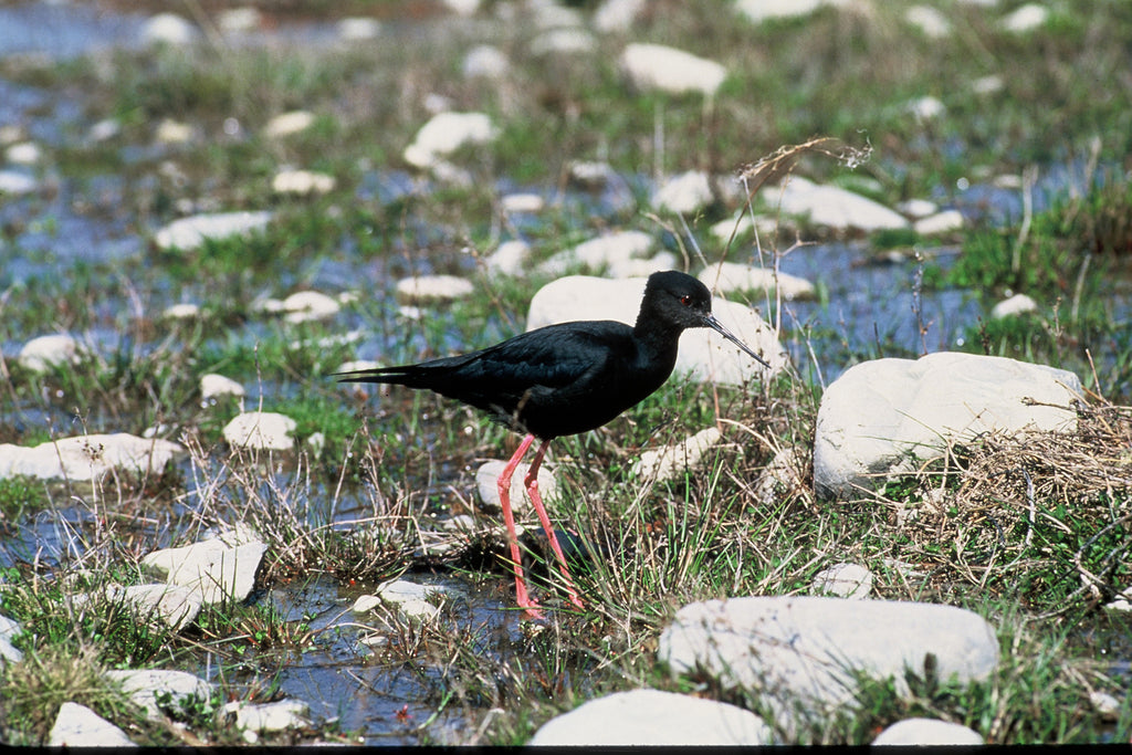 New Zealand Black Stilt Numbers Climb