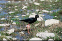 New Zealand Black Stilt Numbers Climb